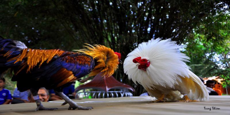 Giao diện theo dõi các trận đá gà trực tuyến trên Dabet