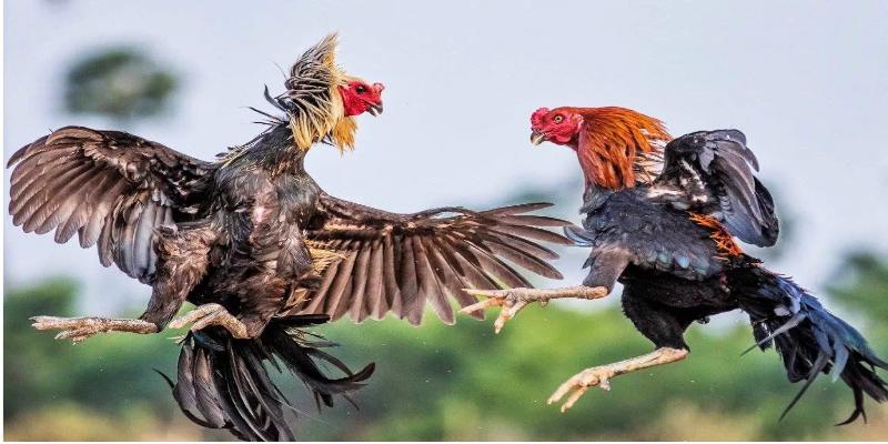 Các trận đấu đá gà được phát trực tiếp trên nền tảng Dabet