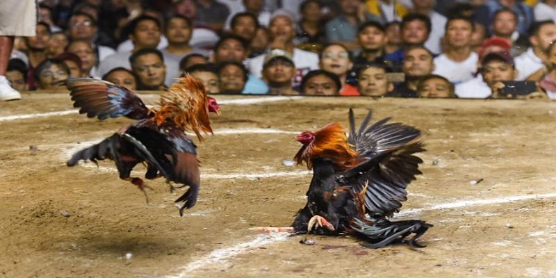 Trải nghiệm theo dõi đá gà trực tuyến trên Dabet